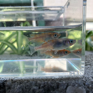 キング三色　１ペア+メスの画像