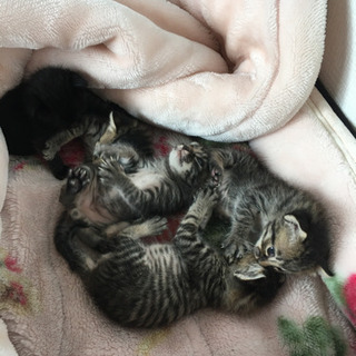 5月7日生まれの子猫ちゃん達です！