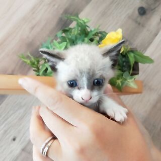 シャム×ハチワレ👀「かつお」くん