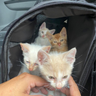 4匹の元気な兄弟
