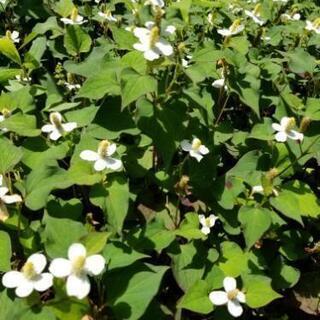 どくだみ草