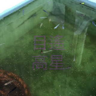 遙星目高★メダカMIX10匹