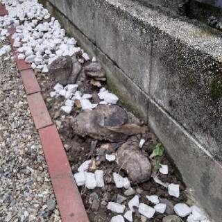 庭木の抜根依頼