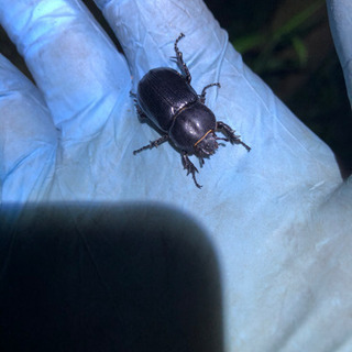 コカブトムシ