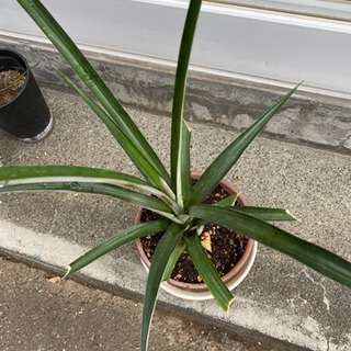 【決まりました】パイナップル　鉢植え