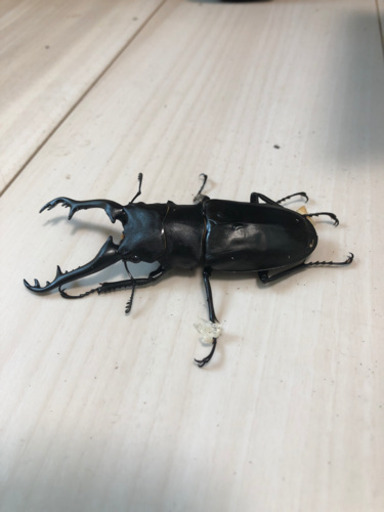 ヘラクレスオオカブトムシ　サタン　ギラファ等