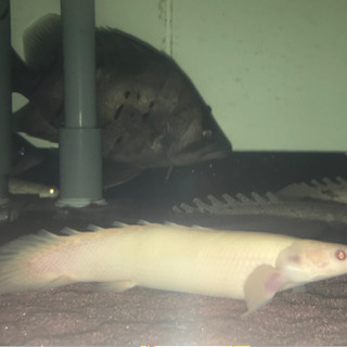 ☆熱帯魚☆ ポリプテルス　アルビノセネガルス