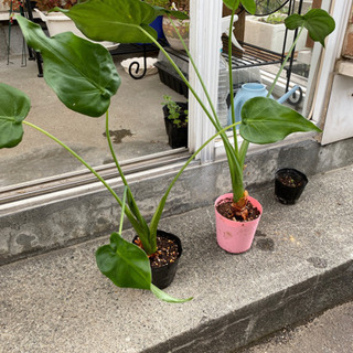【決まりました】クワズイモ　観葉植物