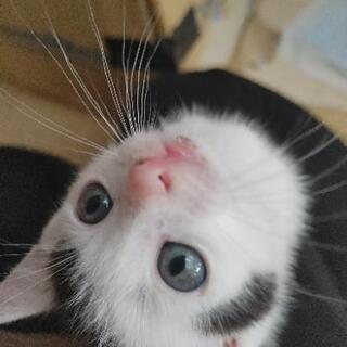 仔猫