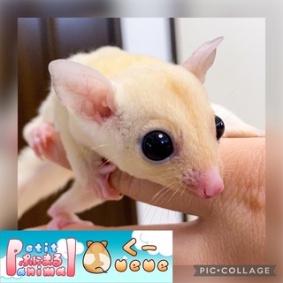 小動物メインブリーダーのPetit Animal Queue（ぷ...