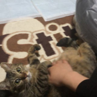 キジトラのメス 里親募集
