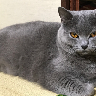 シャルトリュー5才メス