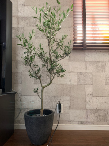 観葉植物　オリーブ　6号鉢くらい　鉢カバー付