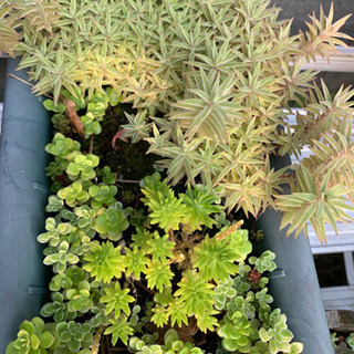 多肉植物