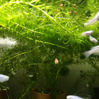 水草　アナカリス