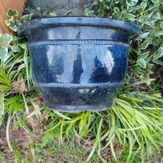 植木鉢藍色