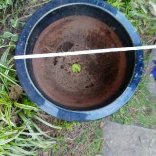 植木鉢藍色の画像