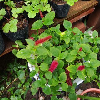 植物：キャットテールの画像