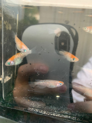 王華(選別漏れ)8匹