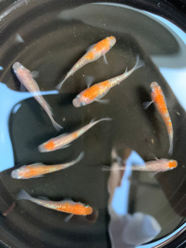 王華(選別漏れ)8匹