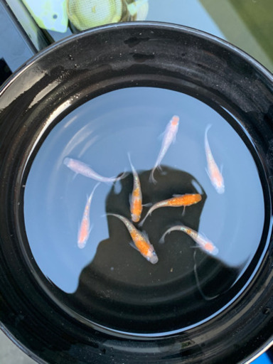 王華(選別漏れ)8匹