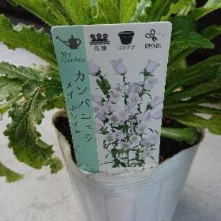 【譲渡決定】カンパニュラ苗🌱