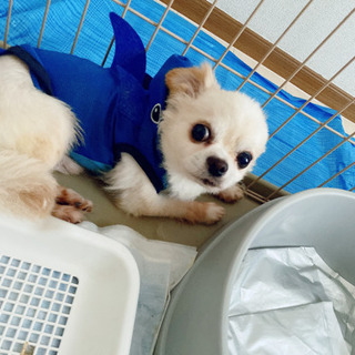 大至急