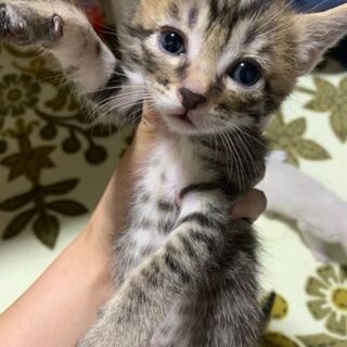 里親急募！あなたの力を貸して下さい。小さな命を救って