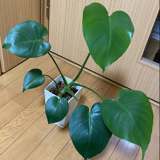 モンステラ