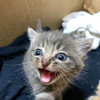 里親募集します。　