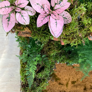 カエル・メダカ飼育にオススメ！！コケリウム・テラリウム完成品　Ａの画像