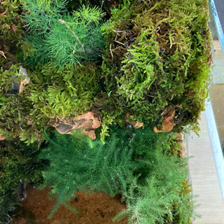 カエル・メダカ飼育にオススメ！！コケリウム・テラリウム完成品　Ａの画像