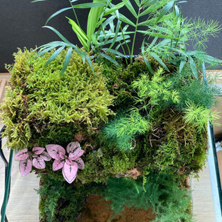 カエル・メダカ飼育にオススメ！！コケリウム・テラリウム完成品　Ａの画像