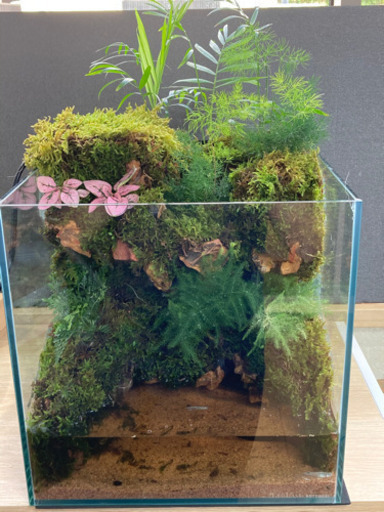 カエル・メダカ飼育にオススメ！！コケリウム・テラリウム完成品　Ａ