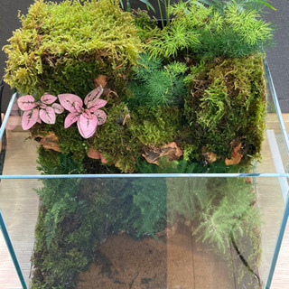 カエル・メダカ飼育にオススメ！！コケリウム・テラリウム完成品　Ａの画像