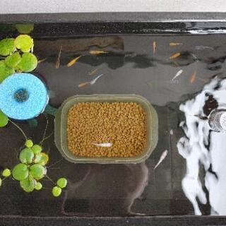 めだか　メダカの有精卵　