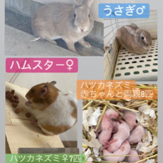うさぎ、ハムスター、ハツカネズミ