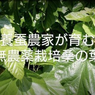 桑の葉　生　無農薬　新鮮　ペット用に