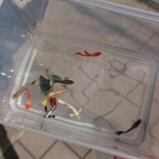 超超🉐国産グッピー ミックス稚魚    三連休限定  商談中  ...