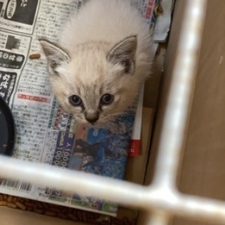 生後約2ヶ月の猫ちゃん2匹の里親募集