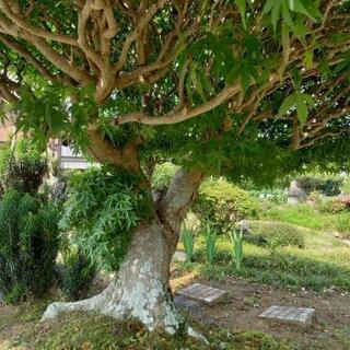 《🍁もみじ》こころ安らぐもみじ🌲の画像