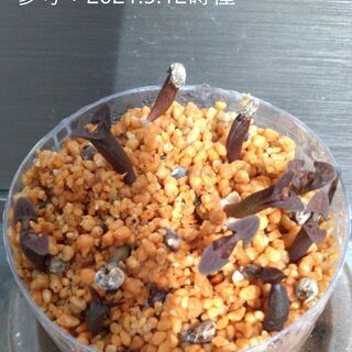 Euphorbia canariensis 墨キリン 実生苗１苗　 ユーフォルビア カナリエンシス 墨キリン 激レアの画像