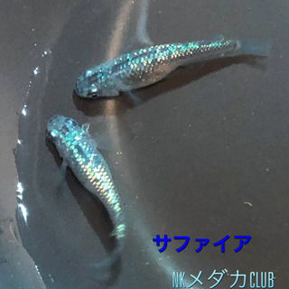 NKメダカCLUB サファイア有精卵300個+α