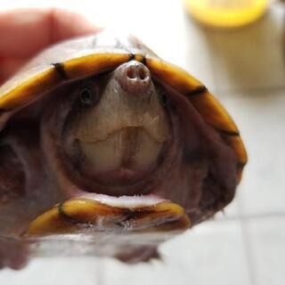 カブトニオイガメ