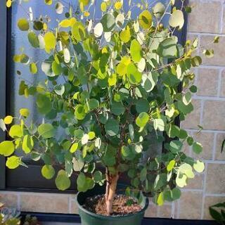 観葉植物 ユーカリ ポポラス🌳