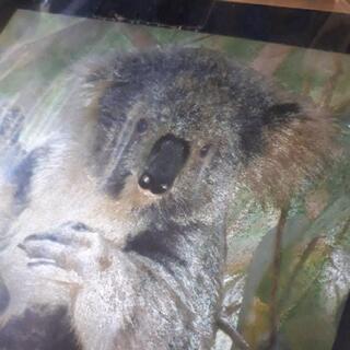 新品 オーストラリア コアラの絵？の画像