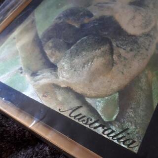 新品 オーストラリア コアラの絵？の画像