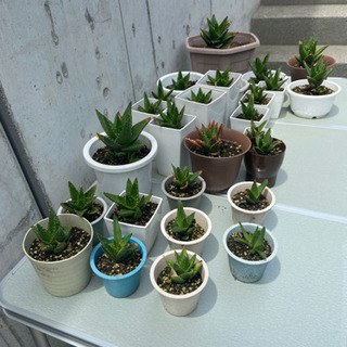 【0円】アロエ　不夜城　多肉植物