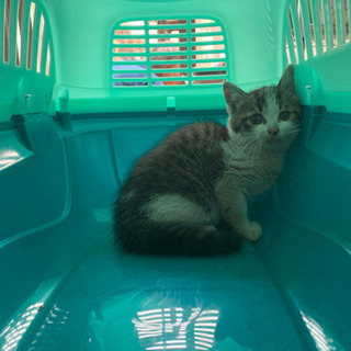 仔猫の里親さま募集。