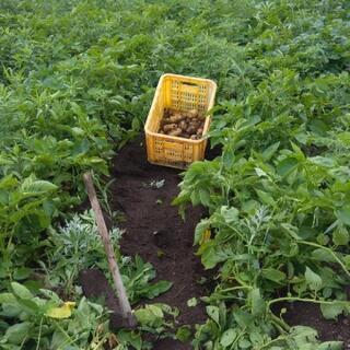 新じゃがいも　5キロ　ジャガイモ　野菜